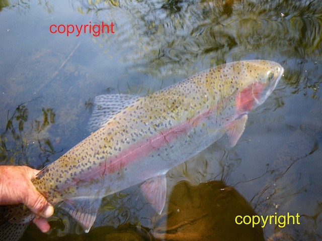 4 pounds 4 ounces river Wye rockface took hookey rat (6)