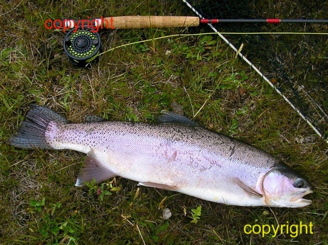 4.5lbs Rainbow Deep Creek Mesopotamia - Version 2