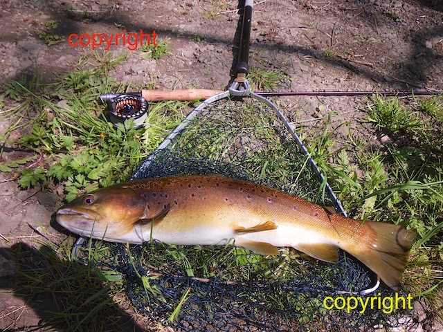 5 pounds river Wye (2)