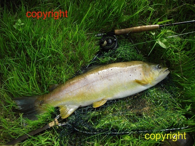 7lb 6oz Wylye wild brown trout Petronella 2nd time