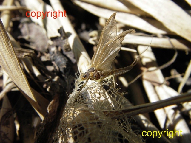 c,Large Dark Olive Baetis rhodani R Wylye Stapleford