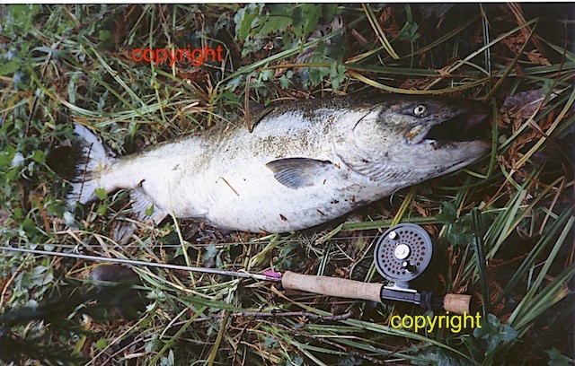 enormous Chinook, Trask River