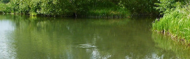 Fifty shades of green