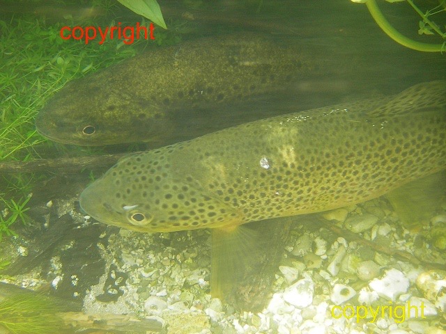 gravel fish and log fish