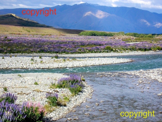 Lupins on R Tekapo